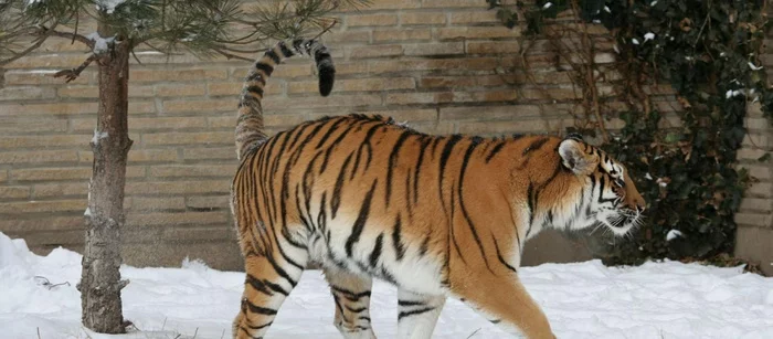 In the Khabarovsk Territory, tigers ate two dogs - Tiger, Amur tiger, Cat family, Big cats, Wild animals, Predatory animals, Dog, Khabarovsk region, , Дальний Восток, Mining, Hunting