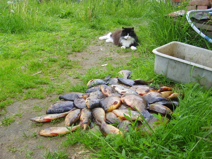 Just showing - My, cat, A fish, Fishing, Carp, Perch