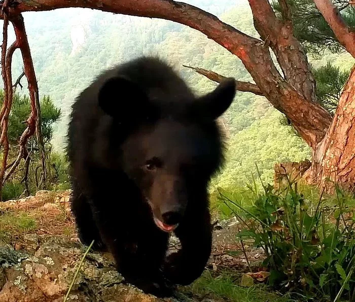 And do not figs spy on me! - The Bears, Wild animals, Himalayan bear, Teddy bears, Land of the Leopard, Reserves and sanctuaries, Interesting, Phototrap, , Predatory animals, National park, Video, Longpost