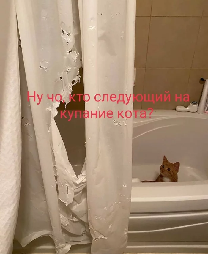 Difficult task - cat, Bathing, Bath, Bath curtain, Humor, Picture with text, Curtains