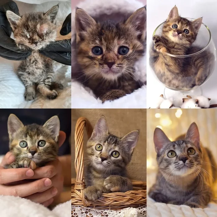 How kittens grow: from 3 weeks to 4 months - My, Animal Rescue, Animals, Pets, cat, Kittens, It Was-It Was, The photo, Kindness, Longpost