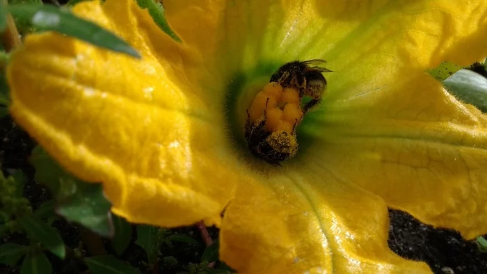 Two furry butts - My, Bumblebee, Summer, Bloom, Insects