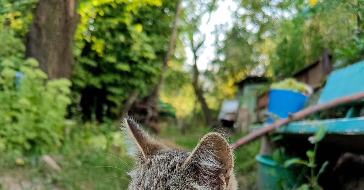 На даче [Часть 2] - Моё, Кот, Дача, Лето, Домашние животные