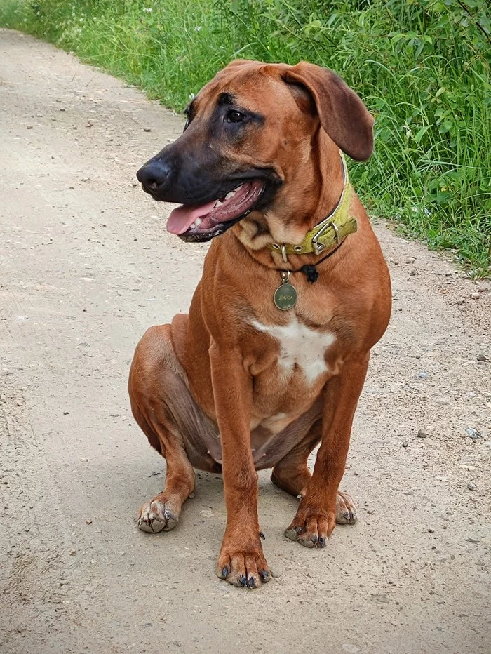 Sultry mulatto - My, Russia, Rhodesian Ridgeback, Dog