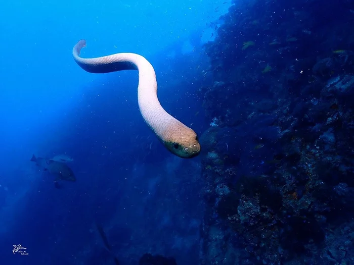 Sea snakes engage divers in their mating games - Snake, Reptiles, Marine life, Asp, Wild animals, wildlife, Sea, The national geographic, , Poisonous animals, Diver, Scuba diving, Research, The science, Scientists, Australia, Mating games, Animals, Video, Longpost