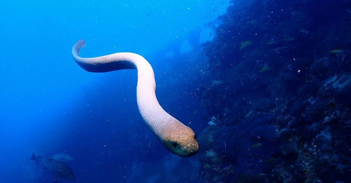 Морская змея. Aipysurus duboisii. Aipysurus laevis. Морская змея большой Барьерный риф. Оливковая морская змея.