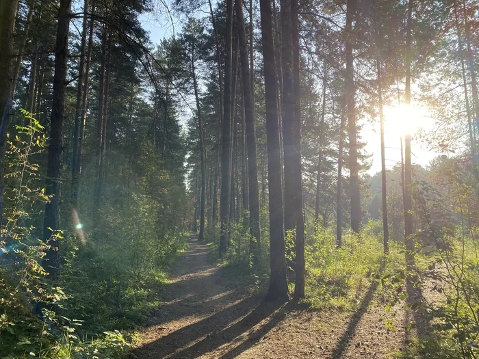 In the Perm Territory, there has been an abnormal heat for the last week, so it is only possible to go out into the street early in the morning. - My, The park, Morning