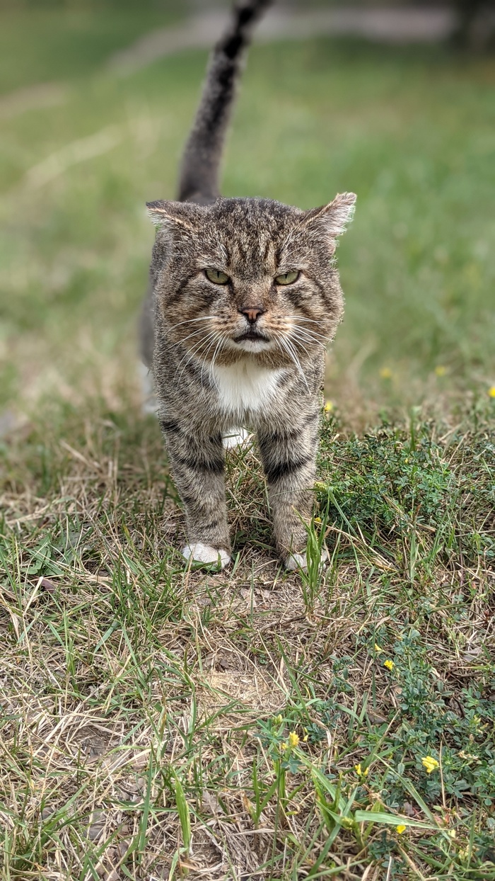 Матёрый котище