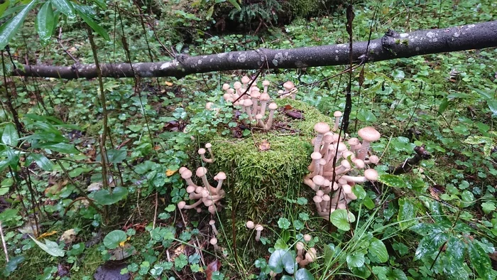 Honey mushrooms went) - My, Mushrooms, Honey mushrooms, Porcini, Borovik, Longpost