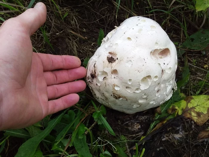 Puffball Mushroom - My, Mushrooms, Big, Raincoat