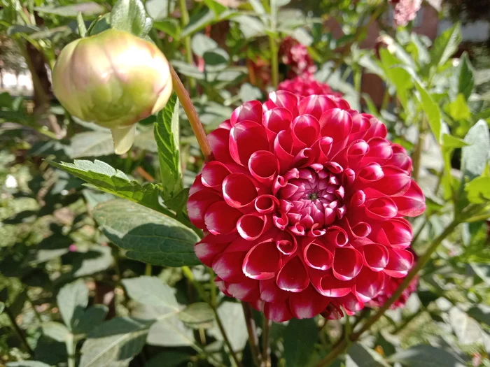 The appearance of dahlias - the approach of autumn - My, Dahlias, End of summer