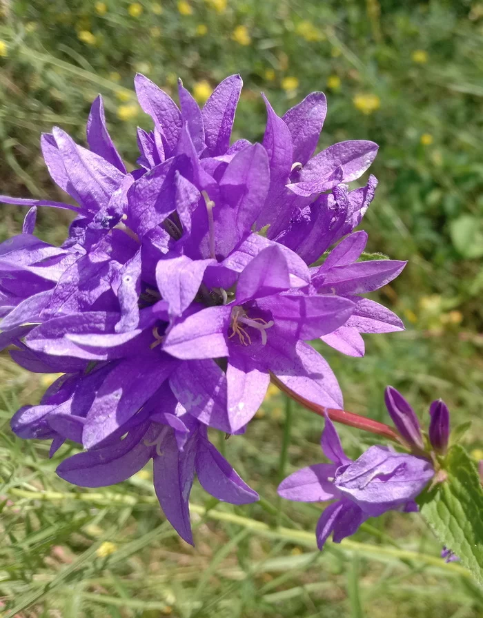 sunny day - My, Flowers, , The sun