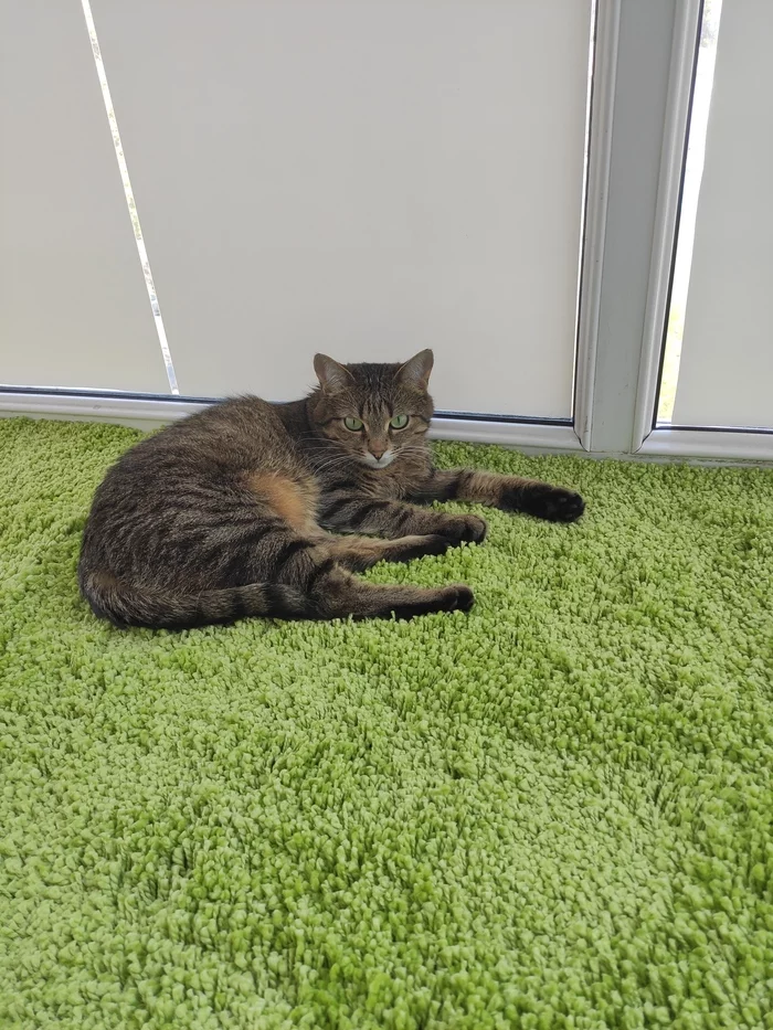 Grass - My, cat, Balcony, Carpet, Video, Longpost