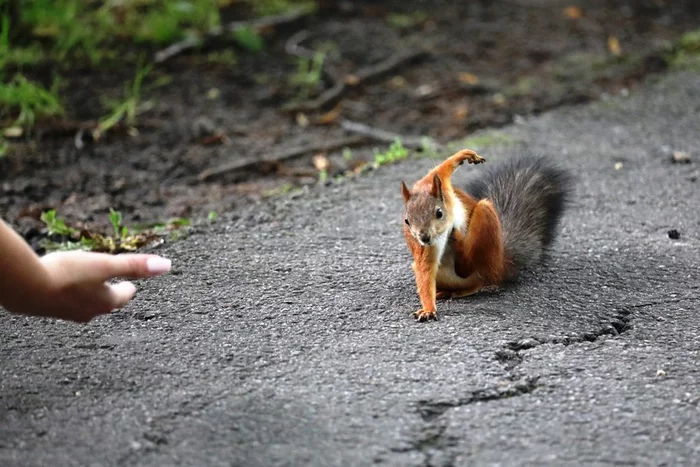 At the start - Squirrel, Rodents, Wild animals, Back to start, The national geographic, The photo, Humor