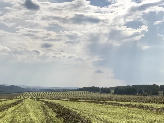 Harvest 2021 - My, Harvest, Altai, Buckwheat, The photo, Altai Republic