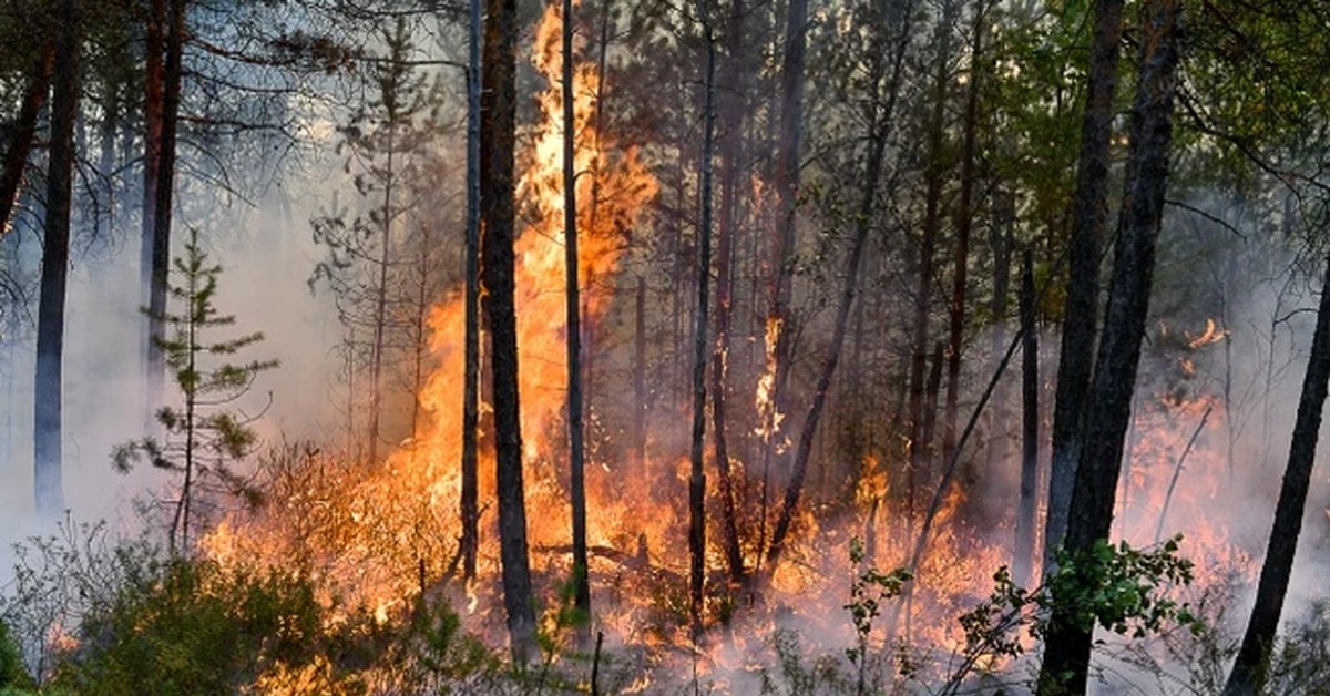 Forest burning near Yekaterinburg - Fire, Forest, Forest fires, Evacuation, Yekaterinburg, Pervouralsk, Longpost, Negative