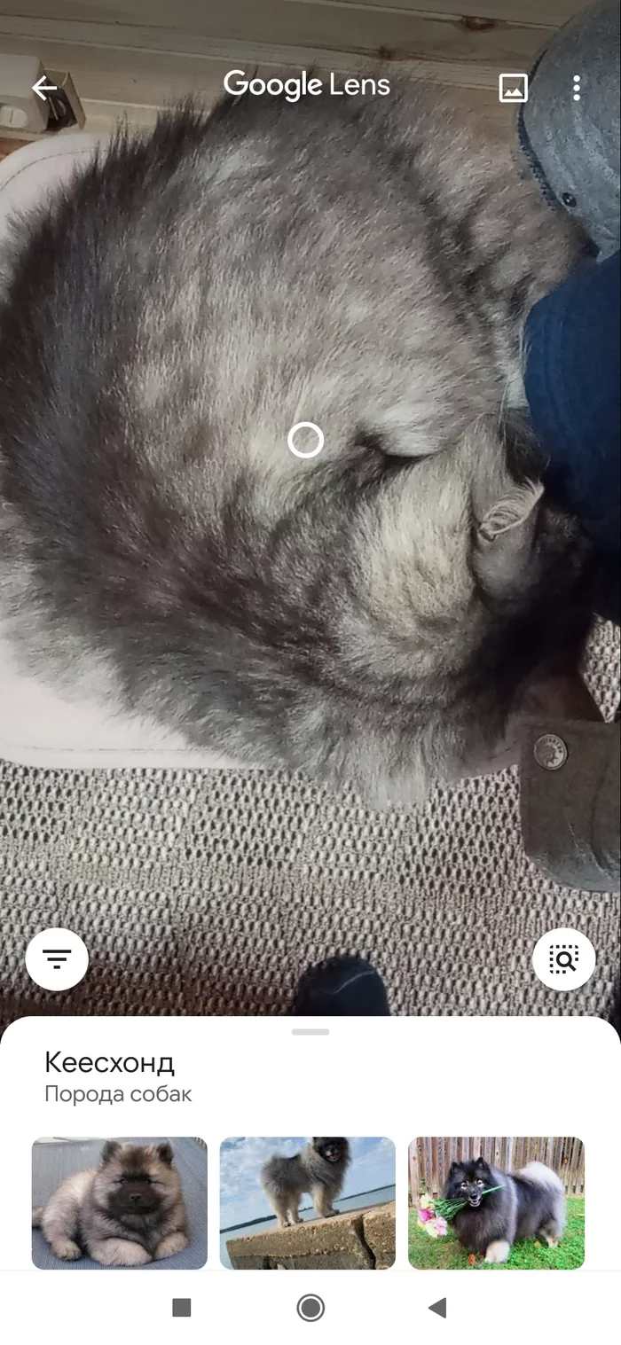 The answer to the post Google lenses can not be deceived! - Maine Coon, Siberian cat, Google, cat, Google Lens, Reply to post, Longpost