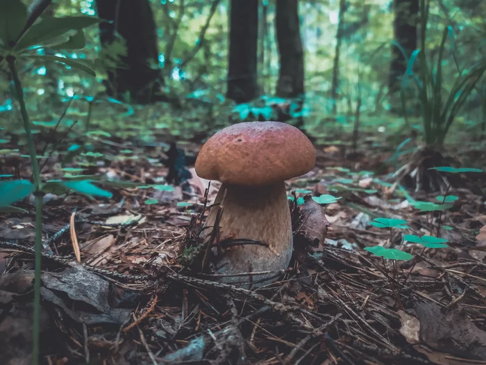 catch - Mushrooms, Moscow region, Mobile photography, Longpost