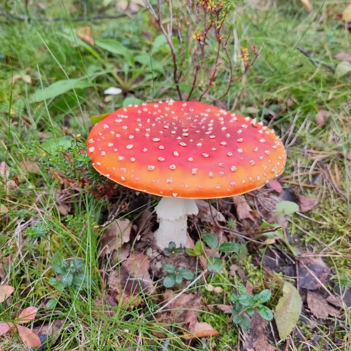 For what? - My, Mushrooms, Photo on sneaker, Fly agaric, Positive