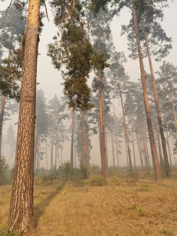 Fires in the Republic of Mari El - My, Fire, Mari El, Forest, Nature, Video, Longpost