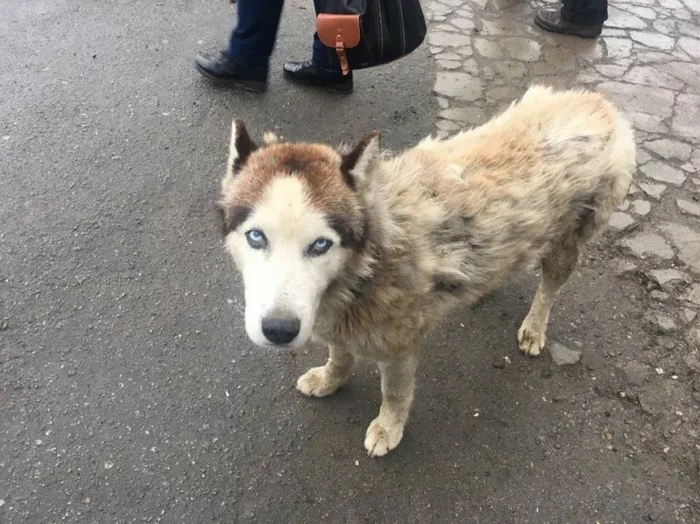 Husky: Why are purebred dogs of this breed more and more often found themselves on the street and in shelters? - Animals, Dog, Husky, Animal book, Yandex Zen, Longpost