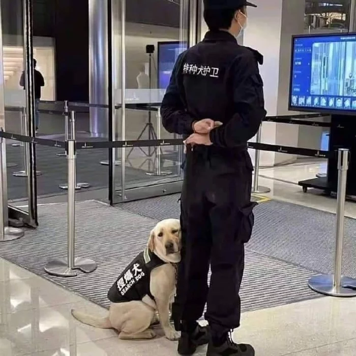 I don't want to work anymore - Twitter, Milota, Police, Japan, Dog, Service dogs