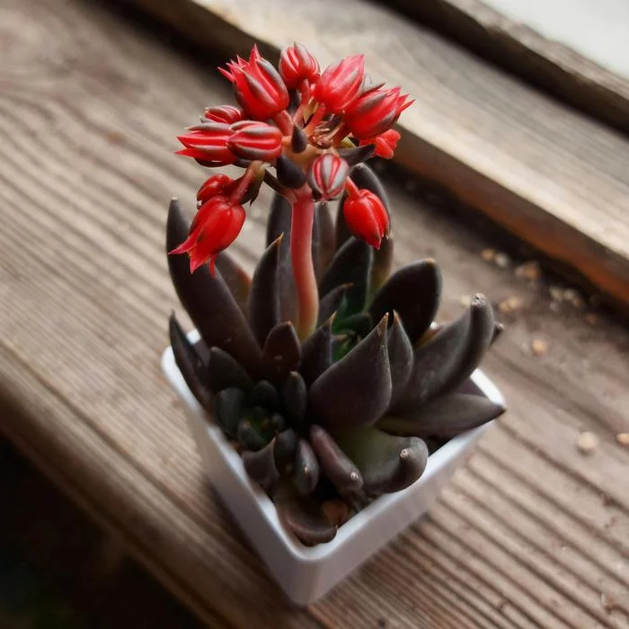 Black knight with red plume - My, Succulents, Plants, Houseplants, Flowers, Bloom, Plant growing, The photo, Mobile photography, , Beginning photographer, Hobby, Enthusiasm