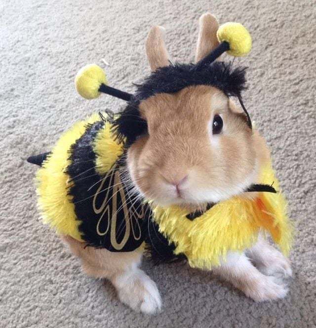 Pzolko - Rabbit, Bees, Costume, Animals