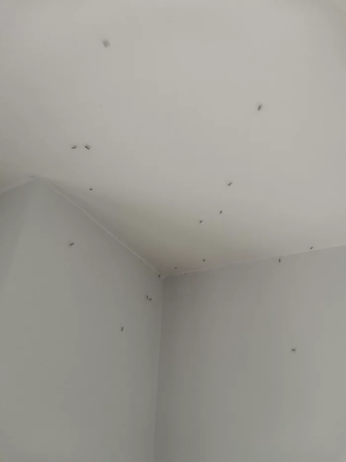 Need experts on insects in the apartment - My, No rating, Insects, Mosquitoes, Longpost, Disinsection