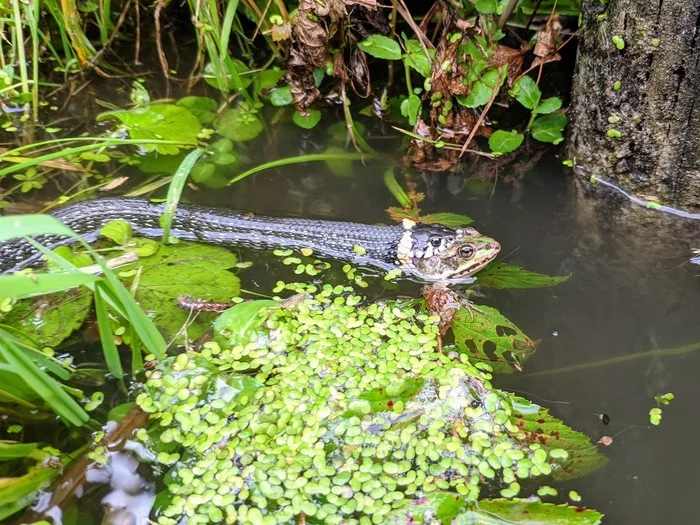 frog learns to swim - My, Already, Snake, Frogs, The photo, Wild animals, Mining