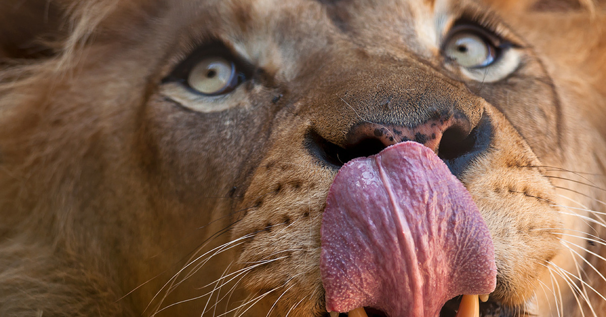 Включи язык зверей. Животные с языком. Животные с высунутым языком. Лев с высунутым языком. Лев облизывается.