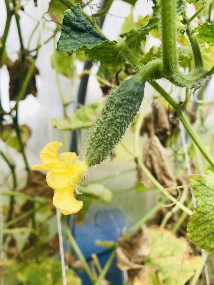 Small - My, Cucumbers, Flowers, Dacha, Longpost