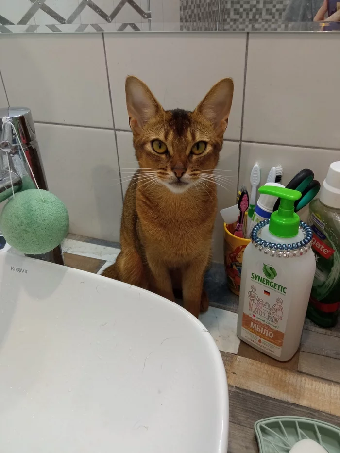 Good morning - My, Mobile photography, cat, Abyssinian cat