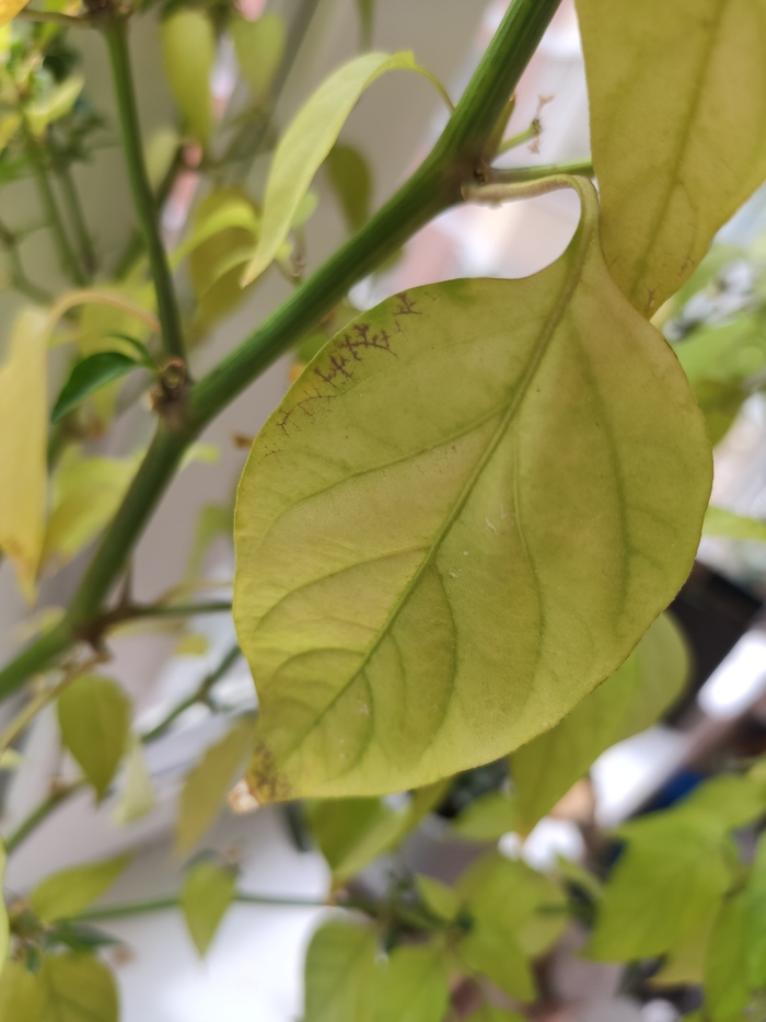 Перец пожелтел. Что делать?