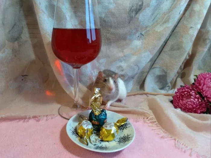 Dinner with wine - My, In good hands, Decorative rats, Rat, No rating