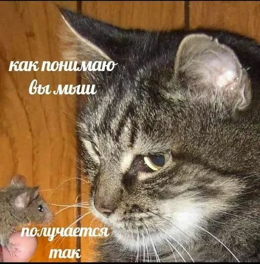 Really - Mouse, cat, Picture with text