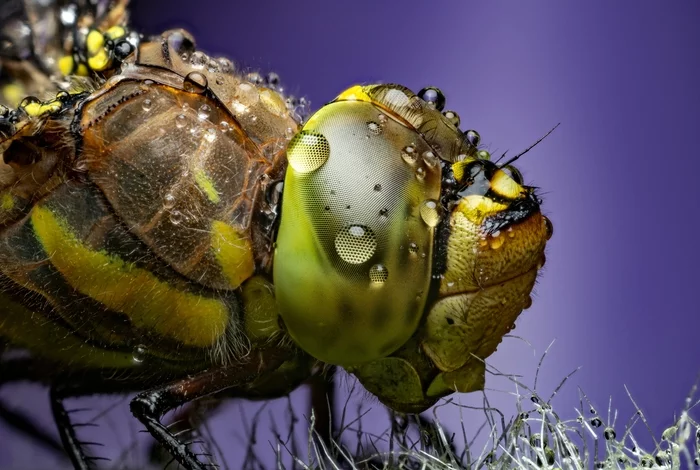 Huntress's gaze - My, Macro photography, Dragonfly, Insects, Sight, Nature, Longpost