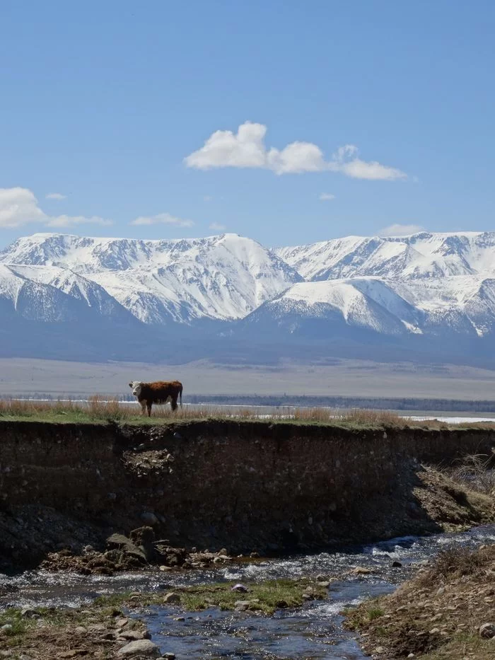 Tranquility post - My, Altai Republic, The mountains, Cow, The photo, Kurai steppe, Travel across Russia, Chuisky tract, Sky