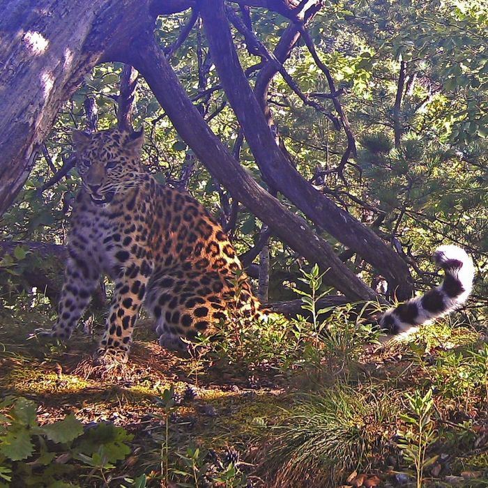 One of the masters of the taiga - Leopard, Far Eastern leopard, Big cats, Land of the Leopard, Wild animals, Predatory animals, Дальний Восток, Red Book, , Rare view