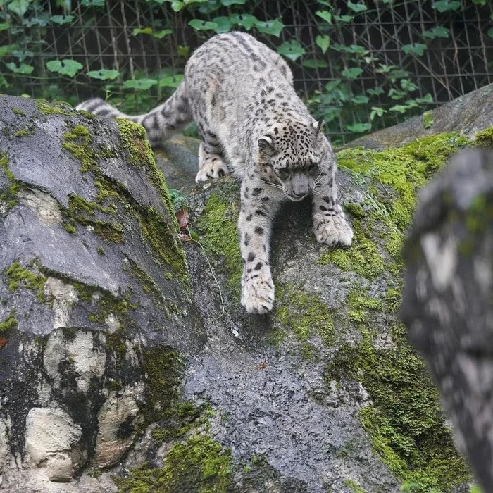 Barsik on the hunt - Snow Leopard, Big cats, Cat family, Wild animals, Predatory animals, Interesting, Longpost, The photo