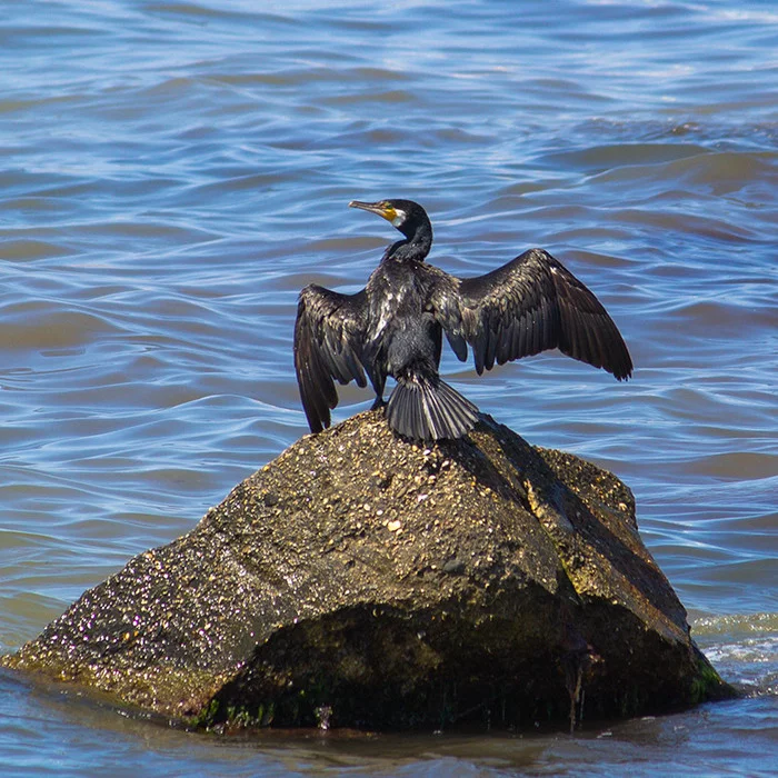 You go there, citizen... - My, Cormorants, Black Sea, Evpatoria, The photo