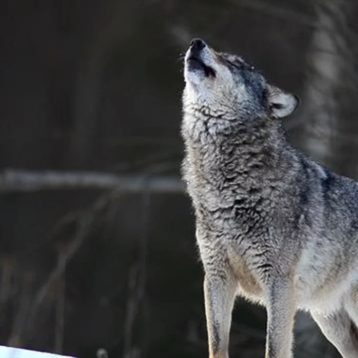 A camera trap captured how animals move through the forest at different times of the year - The Bears, Wolf, Fox, Squirrel, Hare, Sable, Deer, Phototrap, , Interesting, Wild animals, Minnesota, USA, Video