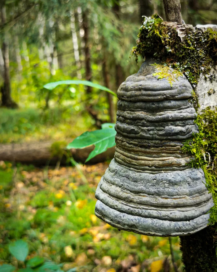 forest bell - My, The photo, Mobile photography, Forest, Mushrooms, Tinder, Illusion, Bells, Nature