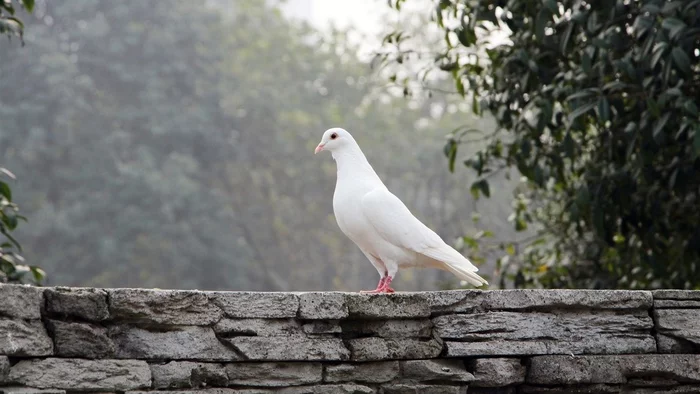 What are pigeons thinking? - My, Children's stories, Longpost, Love and pigeons, Inspiration, Atmospheric