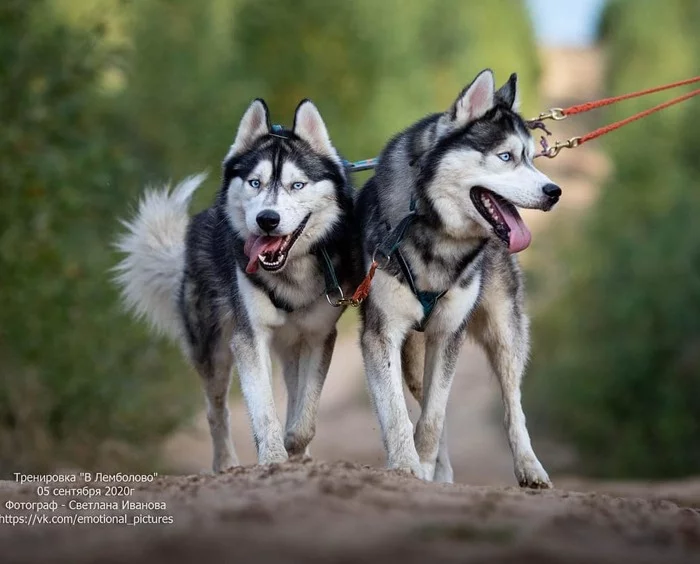 One or two? Which is easier to deal with - one dog or two? - No rating, Comments, Dog, Husky, Saint Petersburg, Moscow, Idea, Help, , Helping animals