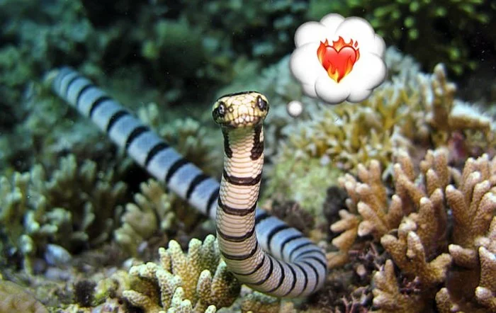 Sea snakes rape divers - sea ??snakes, Pairing, The pursuit, Изнасилование