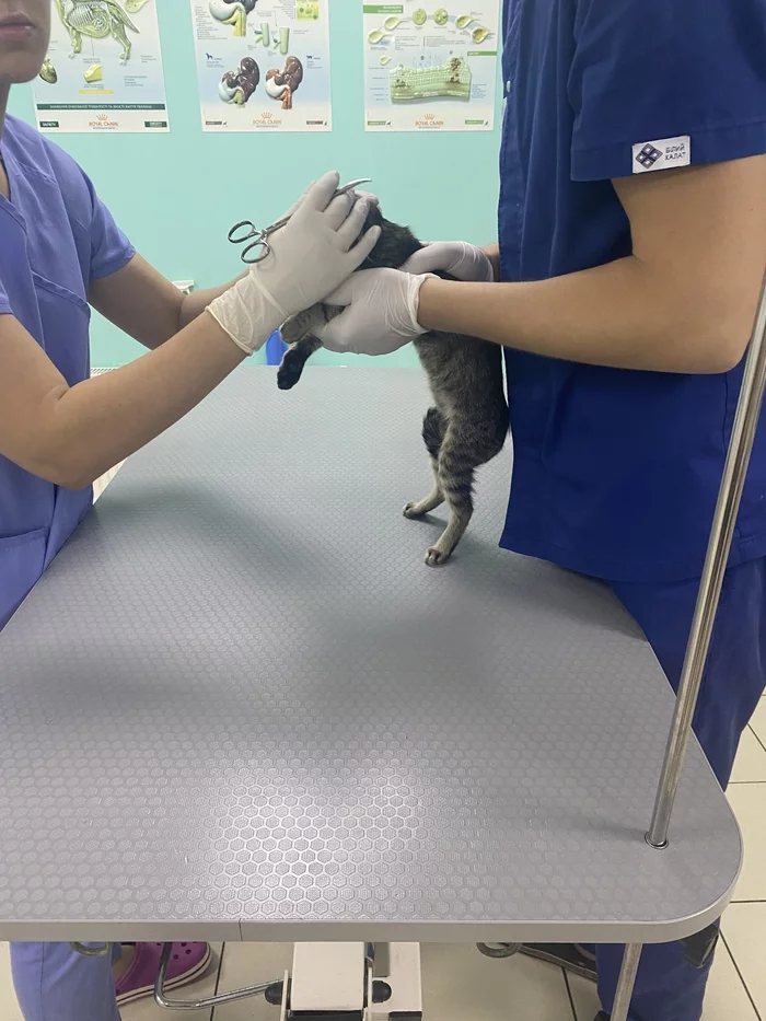 Part 2. Kitten in the clinic - My, Help, Helping animals, Kittens, cat, Animals, Video, Longpost