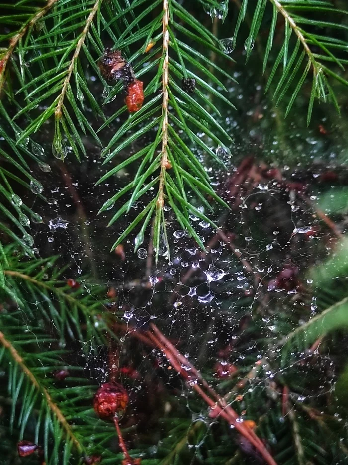 Christmas decorations - My, Web, Leaves, Shield, Drops, Longpost, Mobile photography