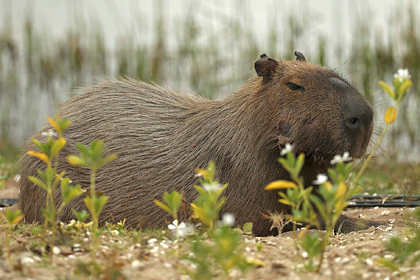 Such an unpredictable capybara - Capybara, Argentina, Capture, Aggression, Sympathy, news, Text, Class struggle