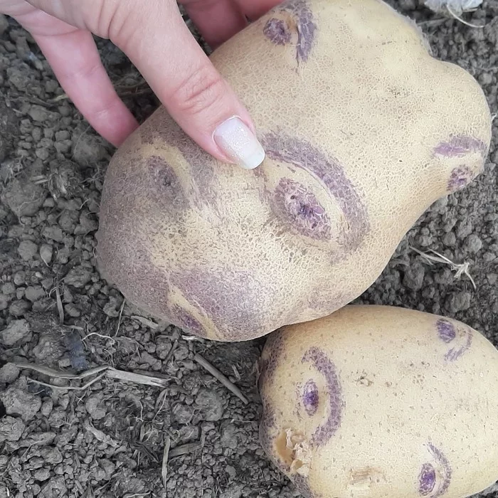 Showed up? But it didn't seem! - My, Pareidolia, Potato, Harvest, 6 acres, It seemed